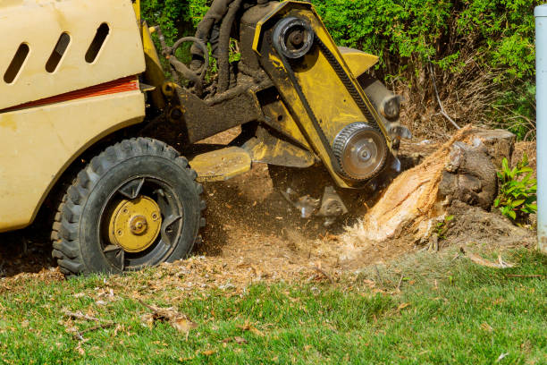 The Steps Involved in Our Tree Care Process in Barton, NM